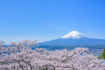 富士山と桜