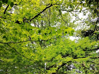 光が射し込む森林