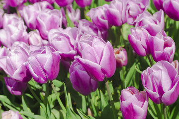 Beautiful violet tulips blooming in the garden. Plenty of purple flower background. Spring festive greeting card, floral background. Selective focus