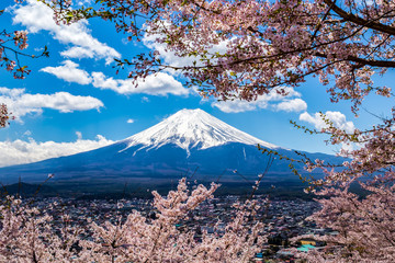 The Mount Fuji and cherry blossoms.The shooting location is Lake Kawaguchiko, Yamanashi prefecture...