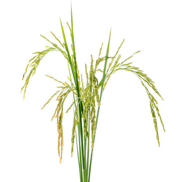 Fresh rice plant isolated on white background