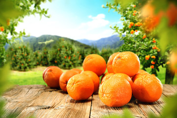 Naklejka na ściany i meble orange fruits 