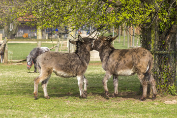Naklejka na ściany i meble two funny donkeys in the petting zoo