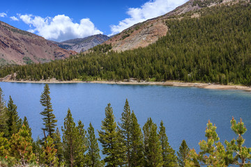 Mountain Lake with Pine Trees