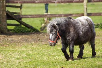 pony in the petting zoo