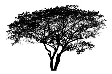 Obraz premium Tree silhouette - detailed vector