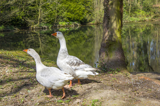 Two white geese near the lake
