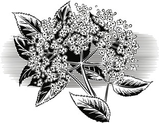 Sprig of elder flowers.