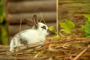 Cute rabbit sitting in hay and green leaves