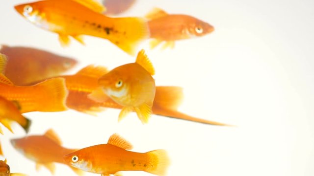 many red swordtail fish swimming in fish tank on white background (Xiphophorus helleri)
