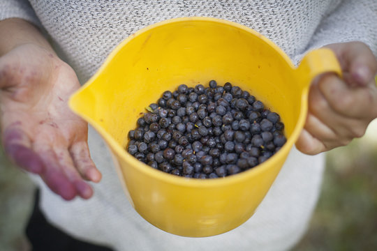 Midsection of woman holding freshly harvested blueberries in jug at field