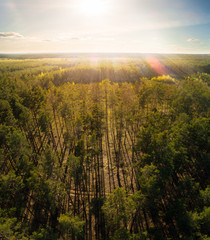Beautiful view of the tops of pine trees at sunset.. Aerial view. From above. Picture taken using the copter.