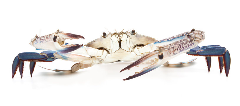 blue crab isolated on white