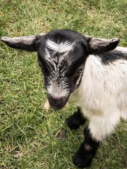 Baby Goat