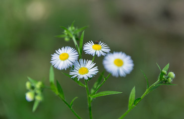 Blooming wild camomiles with bug closeup