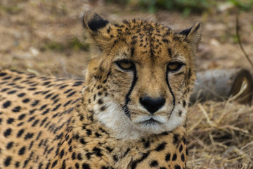 Portrait of a Cheetah. Cheetah is a predator of the cat family. In just a few seconds an adult Cheetah is capable of speeds of the car.