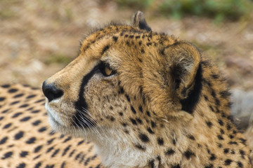 Portrait of a Cheetah. Cheetah is a predator of the cat family. In just a few seconds an adult Cheetah is capable of speeds of the car.