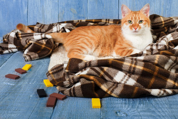 Naklejka na ściany i meble Ginger cat sitting on plaid blanket
