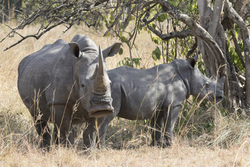 Obraz premium female and a cub of a southern white rhinoceros standing in the shade of a bush in a bush savannah