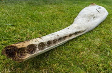 Fototapeta premium part of lower jaw bone of sperm whale with teeth removed