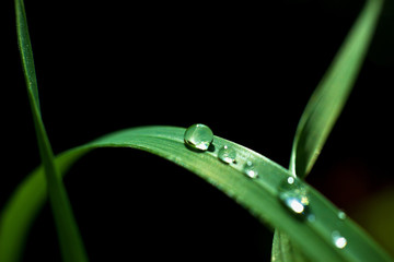 Morning dew on the grass