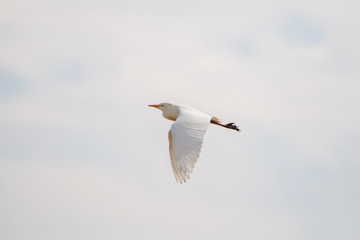 Western Cattle Egret, Bubulcus ibis, bird flying