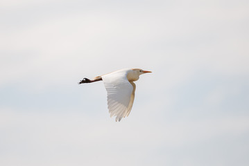 Fototapeta na wymiar Western Cattle Egret, Bubulcus ibis, bird flying