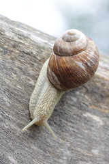 Weinbergschnecke