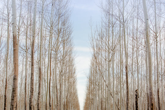 Lines throughout the tree forest 