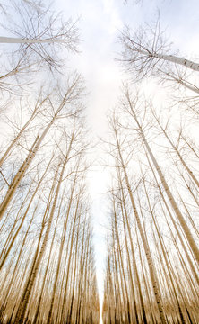 Tree forest symmetry 