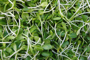 Fresh cut salad sprouts