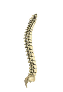 human spine 3d render on white  background
