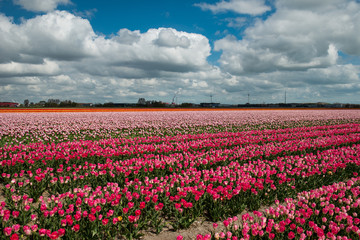 Fototapeta na wymiar Tulip culture, Netherlands