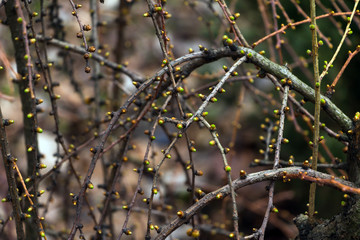 Buds opening on tree brances. Selective focus. Concept of spring, progress and new times.
