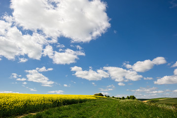 Obraz premium Rapeseed in the Rolling Sussex Countryside