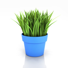 flowerpot with green grass isolated on white bakground with reflection 3d