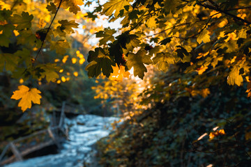 Beautiful yellow leaves against the backdrop of a mountain stream and bright sun..Image may contain soft focus and blur due to long exposure. Selective focus. Gelendzhik, Russia