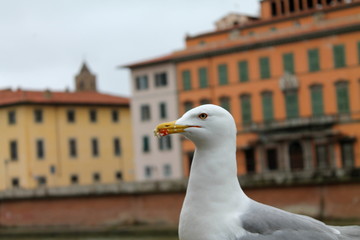 Gabbiano reale zampegialle mentre mangia