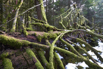 Tote Fichte im Brandiswald, Emmental