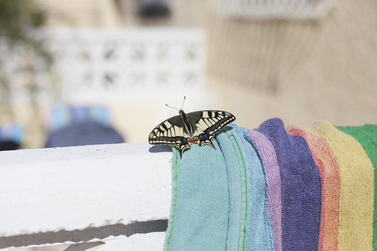 Close-up of butterfly on towel during sunny day
