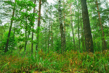 Beautiful wild forest. Nature, trees in morning woods.