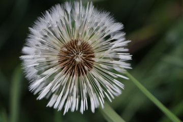 Detailaufnahme einer reifen Löwenzahnpflanze