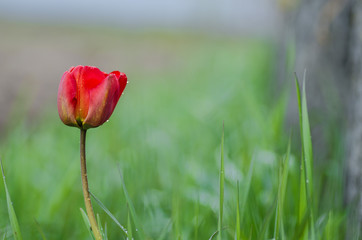 red beautiful tulips in spring time, floral background