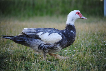 Canard de barbarie