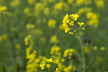 Obraz premium Meadow with yellow flowers