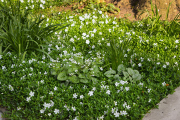 Ornithogalum umbellatum, Milchstern, Milchsterne, Blumen, Natur, Stadt, Park, Leben, Straßenrand, Grass 