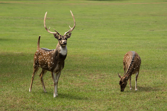 Fototapeta Axis deer spotted buck with huge antlers and doe grazing in green meadow