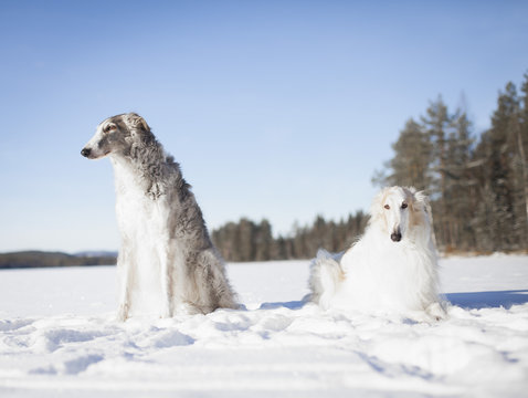 Borzoi dogs looking away while resting in snow covered field against clear blue sky