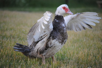 Canard de barbarie