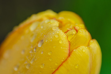 Fototapeta na wymiar Yellow beautiful tulips in spring time, floral background